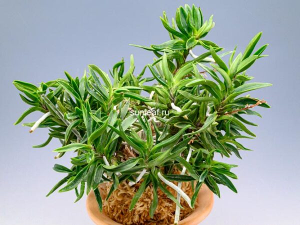 Неофинетия Амами Сиси 奄美獅子 엄미사자 neofinetia Amami Jishi