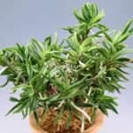 neofinetia-amami-jishi