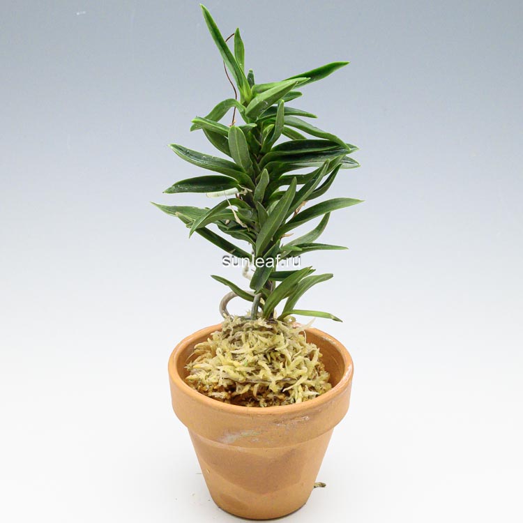 Неофинетия Амами Сиси 奄美獅子 엄미사자 neofinetia Amami Jishi