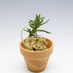 neofinetia-amami-jishi