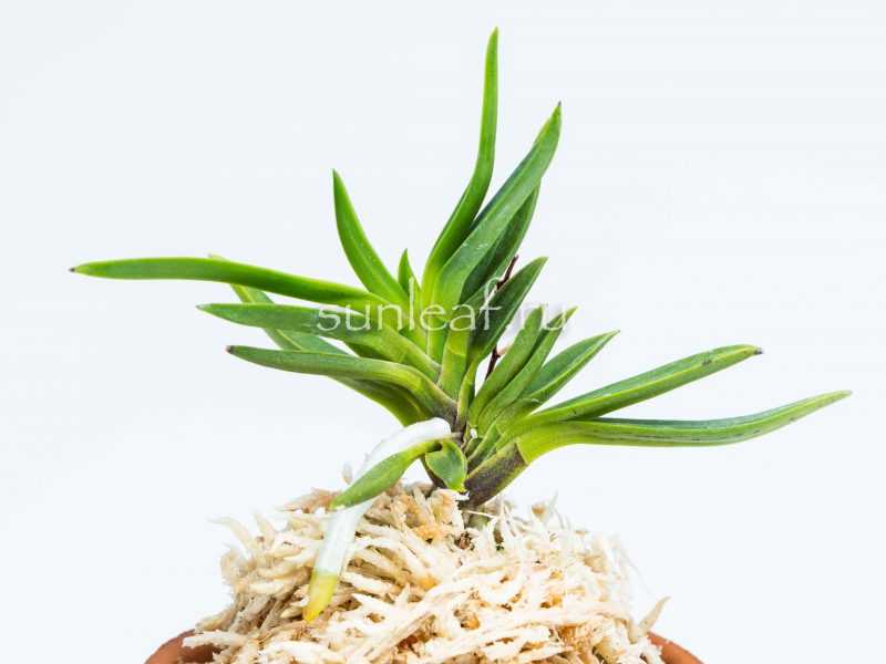 neofinetia Amami jishi 奄美獅子 неофинетия Амами Сиси