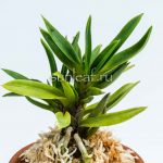 neofinetia Amami jishi 奄美獅子 неофинетия Амами Сиси