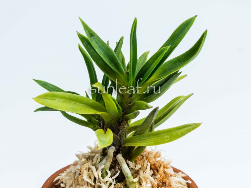 neofinetia Amami jishi 奄美獅子 неофинетия Амами Сиси