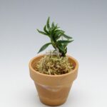 neofinetia-amami-jishi