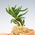 neofinetia-amami-jishi