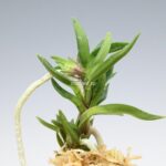 neofinetia-amami-jishi