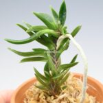 neofinetia-amami-jishi