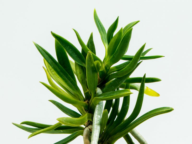 neofinetia Amami jishi 奄美獅子 неофинетия Амами Сиси