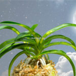 Неофинетия ДЗИЦУГЕККО 日月光 일월광 neofinetia JITSUGEKKO