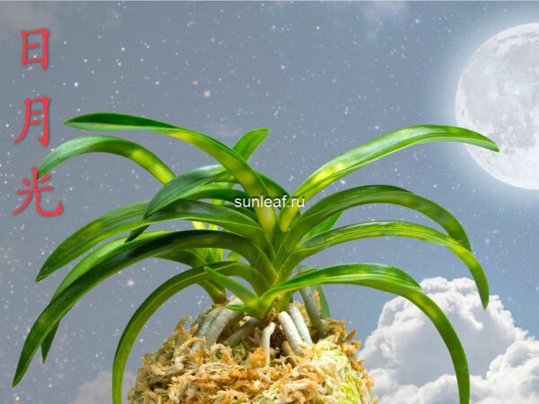 Неофинетия ДЗИЦУГЕККО 日月光 일월광 neofinetia JITSUGEKKO