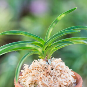 ДЗИЦУГЕККО 日月光 JITSUGEKKO neofinetia