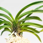 АМАМИ 奄美 AMAMI neofinetia