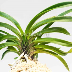 АМАМИ 奄美 AMAMI neofinetia