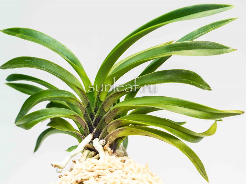 АМАМИ 奄美 AMAMI neofinetia