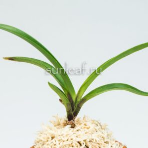 АМАМИ 奄美 AMAMI neofinetia