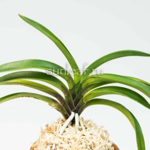 неофинетия АМАМИ 奄美 neofinetia AMAMI