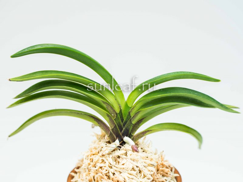 неофинетия АМАМИ 奄美 AMAMI neofinetia