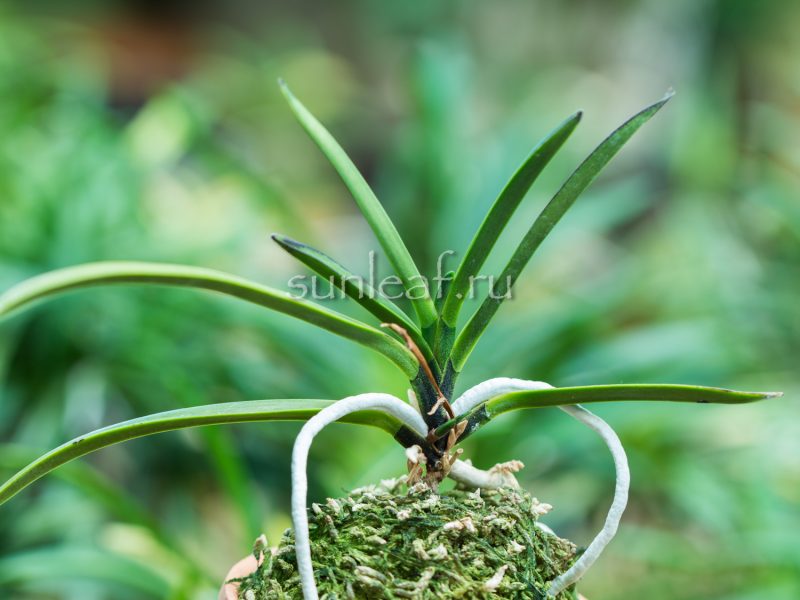 Неофинетия Хисуй 翡翠 neofinetia Hisui