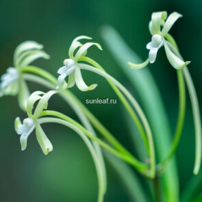 неофинетия ХИСУЙ 비취 翡翠 neofinetia Hisui