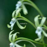 неофинетия ХИСУЙ 비취 翡翠 neofinetia Hisui