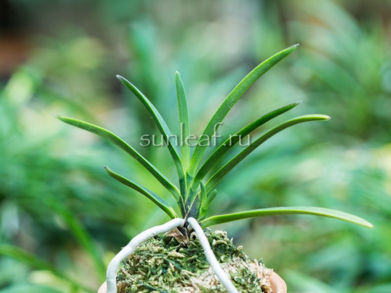 Неофинетия Хисуй 翡翠 neofinetia Hisui