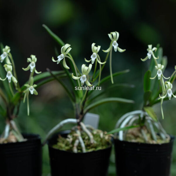 неофинетия ХИСУЙ 비취 翡翠 neofinetia Hisui