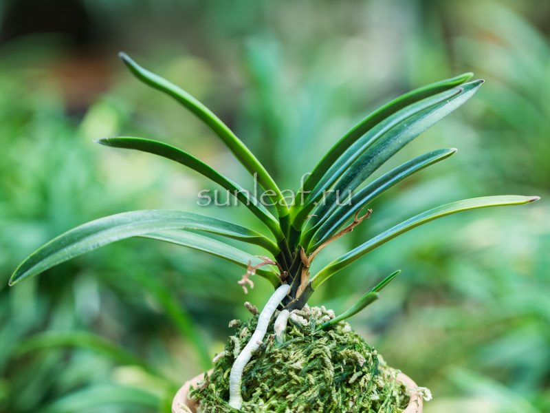 Неофинетия Хисуй 翡翠 neofinetia Hisui