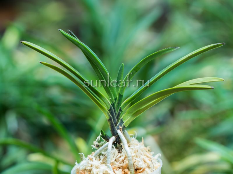 Неофинетия Хисуй 翡翠 neofinetia Hisui