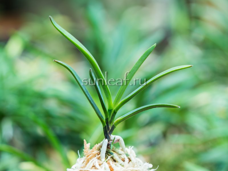 Неофинетия Хисуй 翡翠 neofinetia Hisui