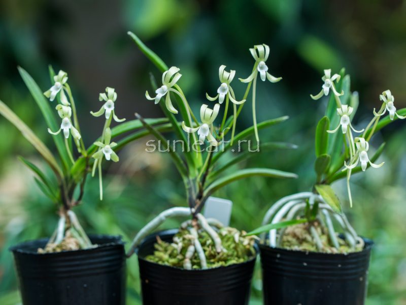 Неофинетия Хисуй 翡翠 neofinetia Hisui