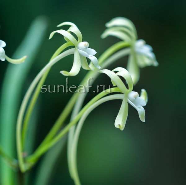 Неофинетия Хисуй 翡翠 neofinetia Hisui