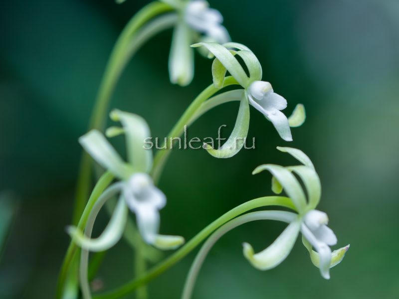 Неофинетия Хисуй 翡翠 neofinetia Hisui