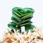 СЕЙГЁКУМАРУ 靑玉丸 sedirea Seigyokumaru 2