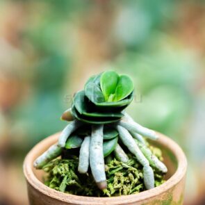 sedirea-seigyokumaru