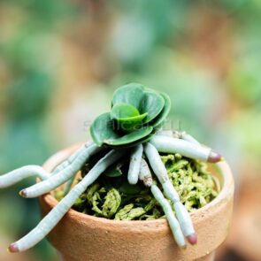 sedirea-seigyokumaru