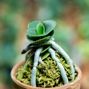 sedirea-seigyokumaru