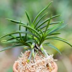 АОДЗИКУ ЁРОЙДОСИ 청축개통 青軸鎧通 neofinetia Aojiku Yoroidoshi