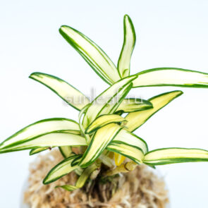 ХОГЁКУ 보옥 寶玉 dendrobium Hogyoku