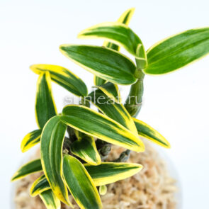 dendrobium-moniliforme-KINKOMARU-金晃丸