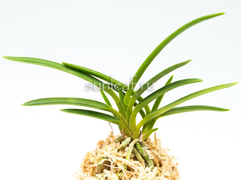 Неофинетия Пеньянг白鈴 백령 neofinetia Baekryeog