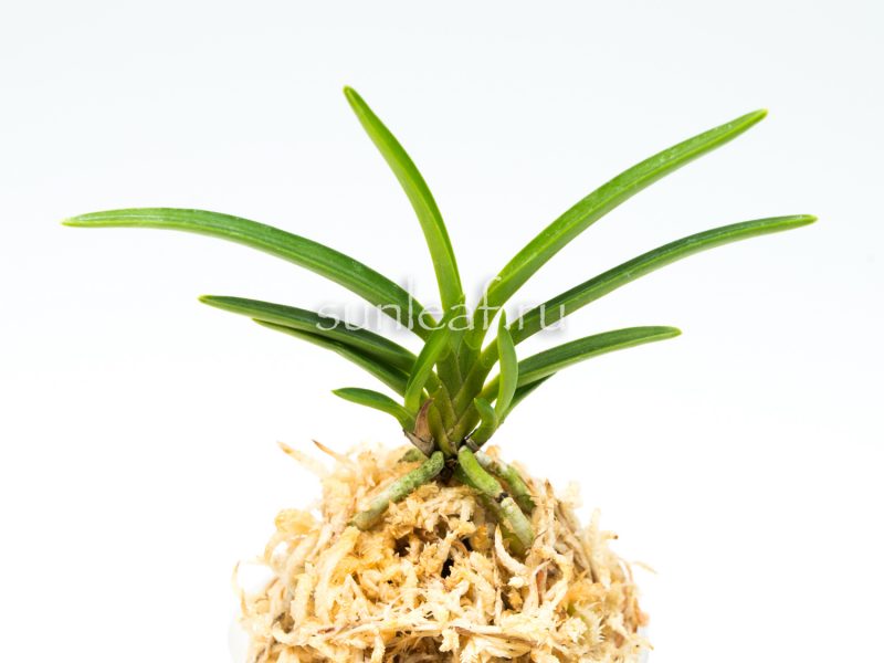 Неофинетия Пеньянг白鈴 백령 neofinetia Baekryeog