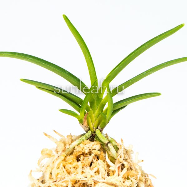 Неофинетия Пеньянг白鈴 백령 neofinetia Baekryeog