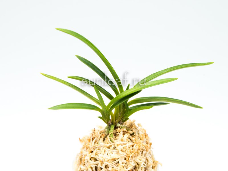 Неофинетия Пеньянг白鈴 백령 neofinetia Baekryeog