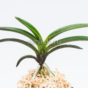 neofinetia-Chimmuk-침묵-琛墨