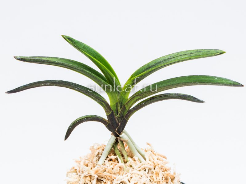 neofinetia-Chimmuk-침묵-琛墨