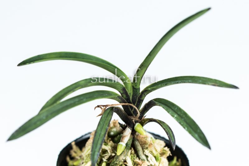 Neofinetia falcata OUZANOMAI 皇座の舞
