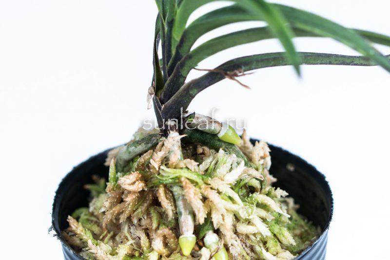 Neofinetia falcata OUZANOMAI 皇座の舞