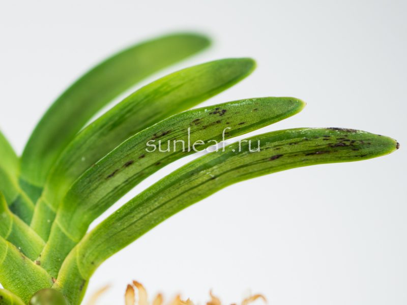 Неофинетия фальката СУРУ СУМИ 折墨