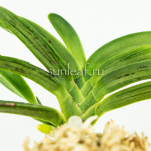 Неофинетия фальката СУРУ СУМИ 折墨