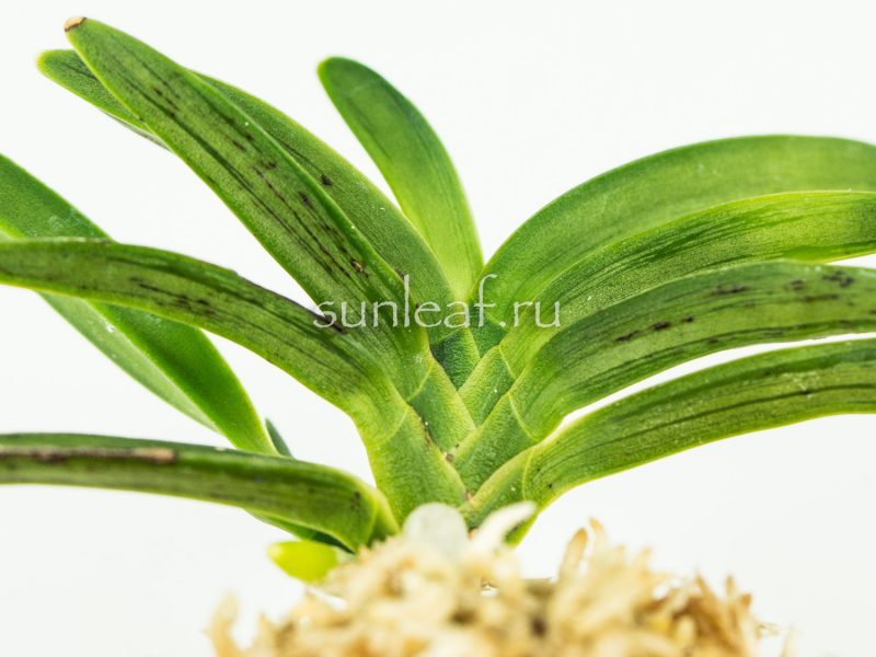 Неофинетия фальката СУРУ СУМИ 折墨